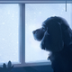 Image for article titled Dogs Mourn the Loss of a Canine Companion, New Evidence Suggests